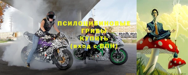 прущие грибы Верея